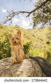 Male Yorkshire Terrier dog, one year old, sit on a stone 