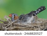 A male zebra finch is looking for straw nesting material for his mate who is ready to lay eggs. This small, beautifully colored bird has the scientific name Taeniopygia guttata.