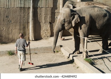 Male Zoo Keeper With Broom Cleaning Elephant Outlet With Two Adult Elephants