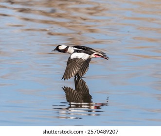 Male(drake) Bufflehead duck in flight full breeding plumage Colorado, USA