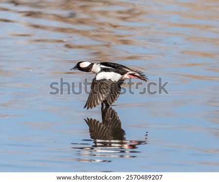 Male(drake) Bufflehead duck in flight full breeding plumage Colorado, USA