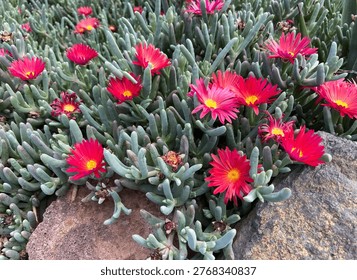 Malephora crocea or Coppery mesemb, red ice plant flowers close up.