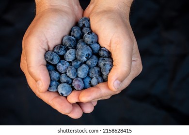 A Male's Hands Holding Fresh Blueberries