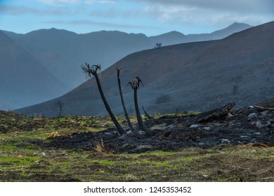 Malibu After Woolsey Fire Burnt Landscape