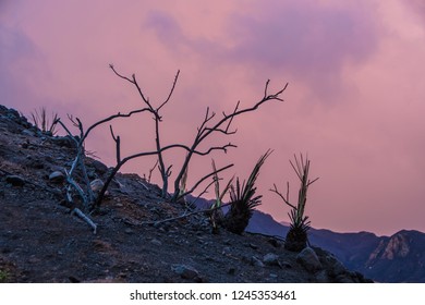 Malibu After Woolsey Fire Burnt Landscape