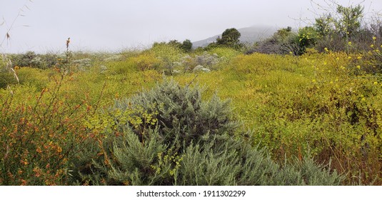 Malibu Bluffs Open Space Above Malibu Road In Central Malibu