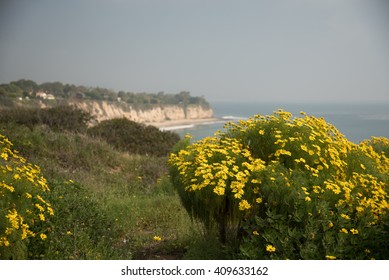 Malibu Coast In Bloom