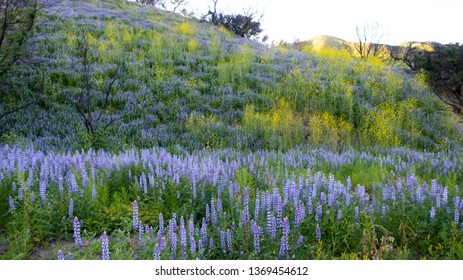 Malibu Creek State Park