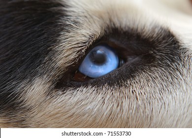 Malicious Wolf Sight Of Eyes Close Up