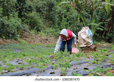 MALINO, INDONESIA - APRIL 29 2018: Picking Fruit. A Boy Who Was Wearing A Jacket Was Picking Strawberries In The Orchard In Malino