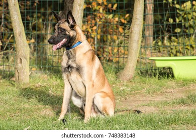 malinois
