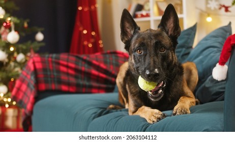 Malinois bard playing in living room. Belgian shepherd dog pulling his toy close-up, holding in mouth. Professional trained puppy. Domestic animal playing at home. Christmas and new year time.
