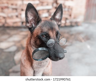 
malinois belgian shepherd depicts a detective - Shutterstock ID 1721990761