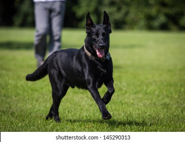 Belgian Malinois Images Stock Photos Vectors Shutterstock