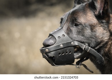 malinois belgian shepherd dog head with muzzle for protection - Shutterstock ID 2151324703