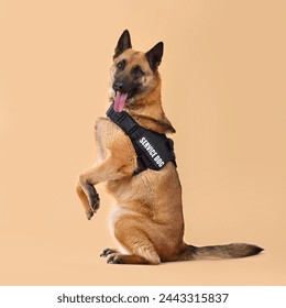 Malinois belgian shepherd Wearing Service Dog Vest and sitting up on yellow background - Powered by Shutterstock