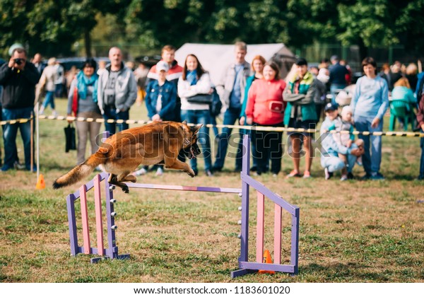 Malinois Dog Belgian Sheepdog Shepherd Belgium Stock Photo