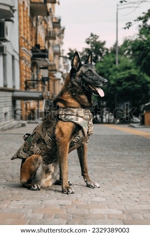 Malinois Dog in Bulletproof Vests. Working dog. Dog guard. Police and army dog.