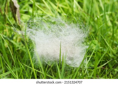 Malinois Dog Hair Loss After Brushing For Winter Shedding