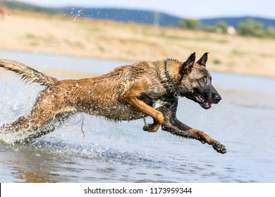 Malinois Dog Jumping  At Water