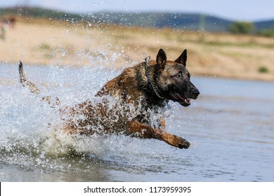 Malinois Dog Jumping  At Water