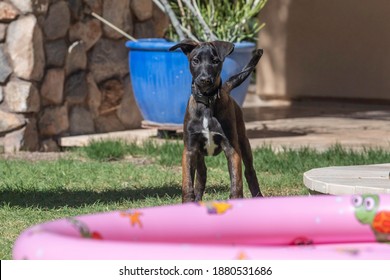 Malinois Dog Playing In The Yard With A Blow Up Kids Pool