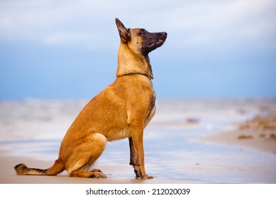 Malinois Dog Portrait