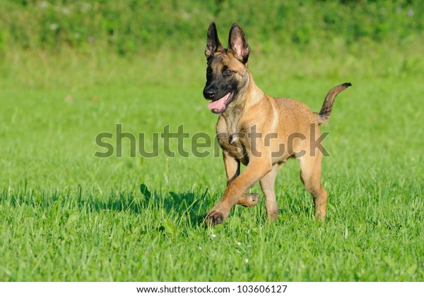 belgian shepherd dog puppy