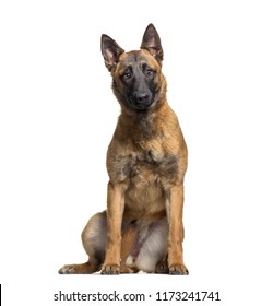 Malinois Dog Sitting, Isolated