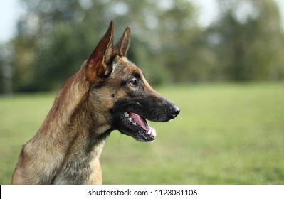 Malinois Shepherd Dog