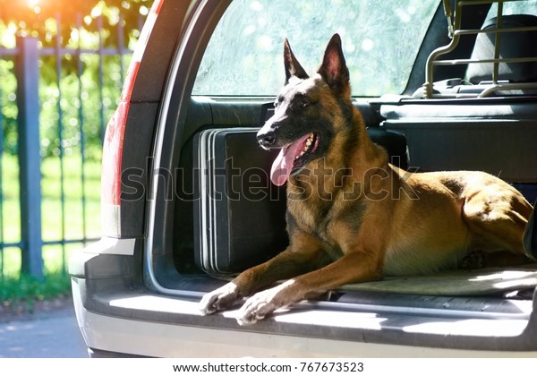 The malinois shepherd dog is\
protecting the car. The owner of that car doesn\'t need an\
alarm.