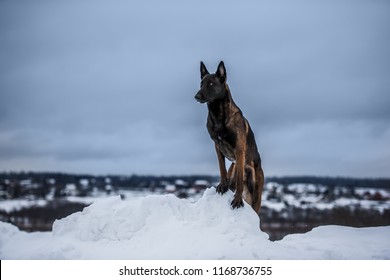 Malinois At Winter