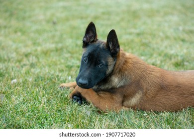 Chien De Berger Belge Images Stock Photos Vectors Shutterstock