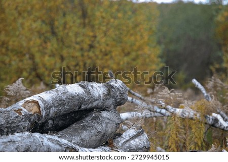 mall bird perched on a stack of birch logs amidst a natural setting. The logs have distinctive white bark with dark markings. Surrounding foliage is in autumn colors with shades of gold, brown, and green
