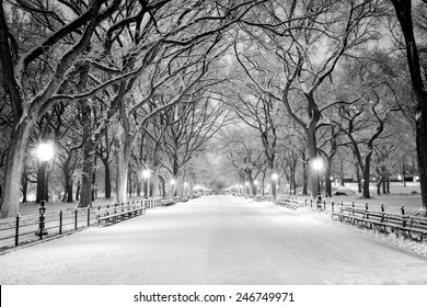 The Mall In Central Park, NYC, During A Snow Storm, Early In The Morning.