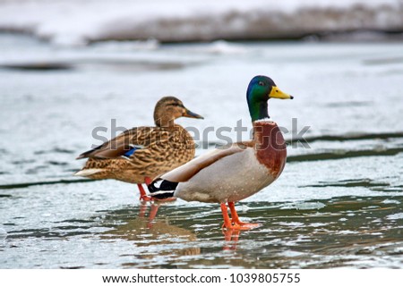 The mallard.
The mallard (Anas platyrhynchos) is a dabbling duck that breeds throughout the temperate and subtropical Americas, Eurasia, and North Africa.
