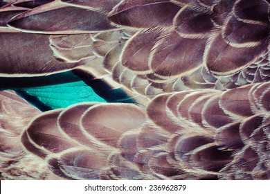 Mallard (Anas platyrhynchos) duck feathers background texture  - Powered by Shutterstock