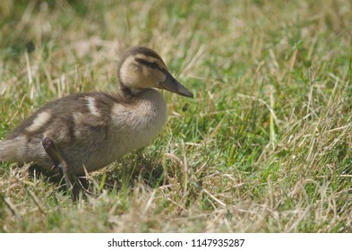 Mallard (Anas Platyrhynchos). Duckling. Te Anau Bird Sanctuary. Te Anau. Southland. South Island. New Zealand.