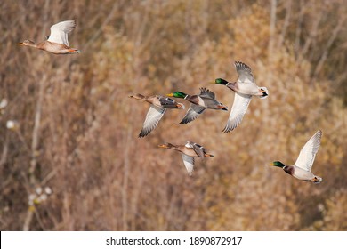 Mallard (Anas Platyrhynchos). Flock Of The Six Ducks Flying Above The Lake. Soft Evening Light. Colorful Males And Brown Females. Diffused Background Consist Of Trees. 