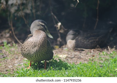 Mallard (Anas Platyrhynchos). Te Anau Bird Sanctuary. Te Anau. Southland. South Island. New Zealand.