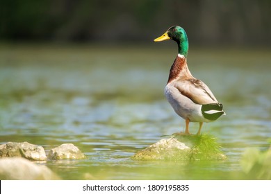 Mallard (Anas Platyrhynchos), Wild Duck Male Standing On The Rock In Drava River Natural Habitat, A Common Dabbling Duck, Anseriformes, Anatidae