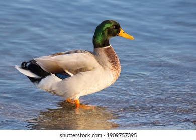 Mallard (Anas Platyrhynchos) Wild Duck Male Swimming In The River Drava In Natural Habitat, A Common Dabbling Duck, Anseriformes, Anatidae