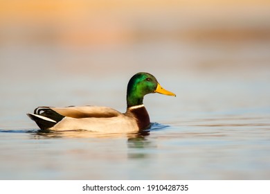 Mallard (Anas Platyrhynchos) Wild Duck Male Swimming In The River Drava In Natural Habitat, A Common Dabbling Duck, Anseriformes, Anatidae