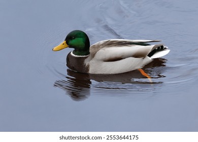 Mallard - a bird from the family of ducks detachment of waterfowl. The most famous and common wild duck. Male duck. - Powered by Shutterstock