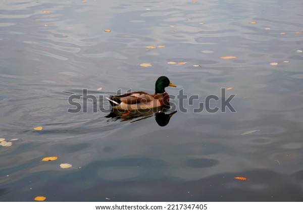 The mallard is a bird from the family of\
ducks of the order\
Anseriformes