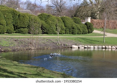 Mallard Chasing An Albino Male Duck