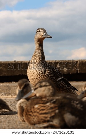 A Mallard and chicks with evening clouds behind.