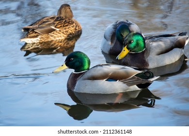 The Mallard is a common duck found on most inland waterways in the UK. Resident year-round they have a a wide distribution around the Northern Hemisphere