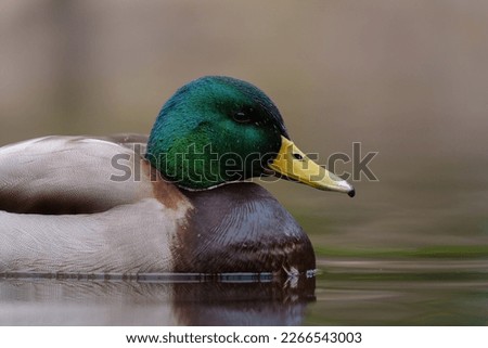 Mallard couple resting at lakeside, Mallards are large ducks with hefty bodies, rounded heads, and wide, flat bills.