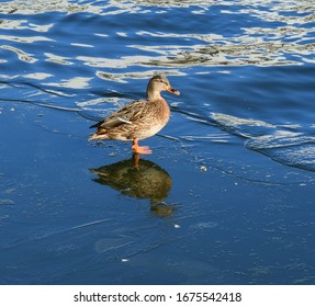 Mallard, Dabbling Duck, Belongs To Subfamily Anatinae Of Waterfowl Family Anatidae